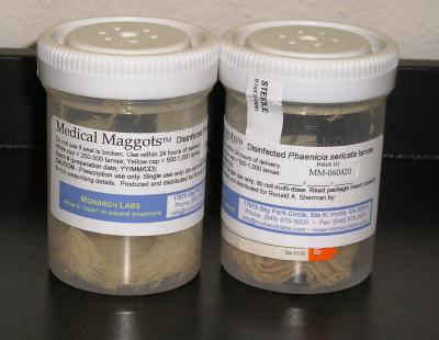 پانسمان بیولوژیک Medical Maggot - لارو طبی